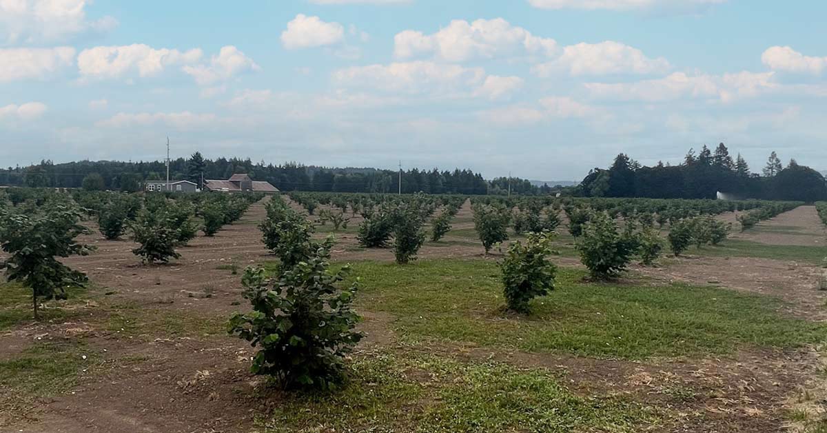 20 Acre Hazelnut Orchard Scio, OR Copper Rock Realty